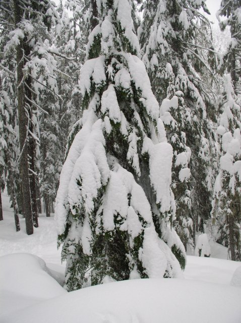 Frog Lake Snowshoe Jan 21 2005 019 